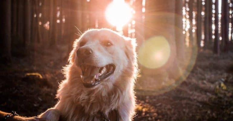 sovjetisk Mindre Rute 7 tips til en lykkelig hund -