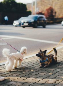 to hunder hilser på tur
