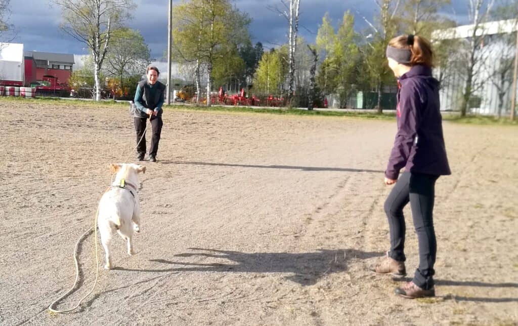 hund som løper mot eier på innkalling