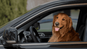 Hund som sitter i førersetet på en bil