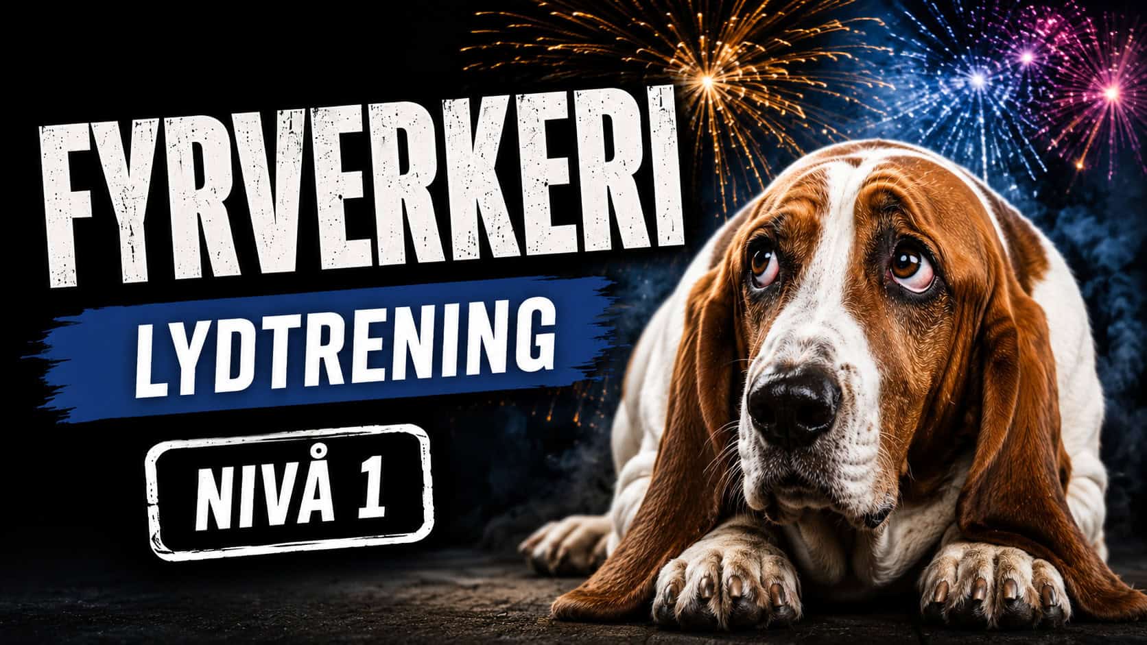 Bilde av redd hunde med fyrverkeri i bakgrunn