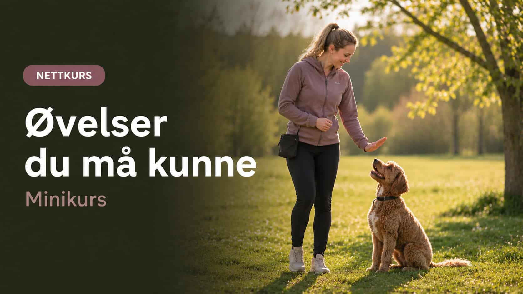 8 øvelser du MÅ lære hunden din